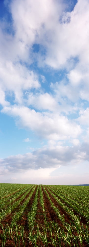 Corn field and clouds Baden-Wurttemberg Germany Canvas Art - Panoramic Images (27 x 9)