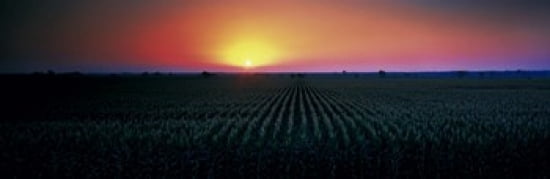 Corn field at sunrise Sacramento Co CA USA Canvas Art - Panoramic Images (36 x 12)