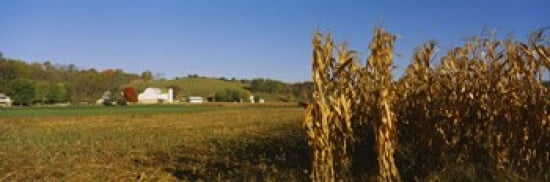Corn in a field after harvest along SR19 Ohio USA Canvas Art - Panoramic Images (36 x 12)