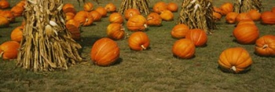 Corn plants with pumpkins in a field South Dakota USA Canvas Art - Panoramic Images (36 x 12)
