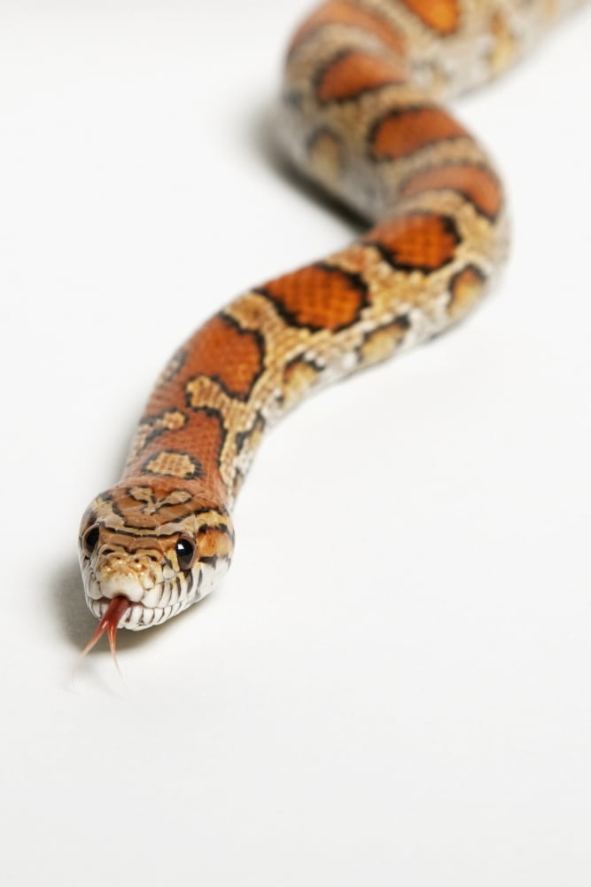 Corn snake (pantherophis guttatus guttatus)Spruce grove alberta canada Canvas Art - Leah Bignell Design Pics (12 x 19)