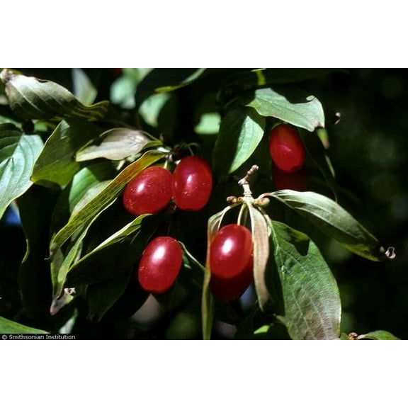 CZ Grain 30 Cornelian Cherry Tree Plant Seeds
