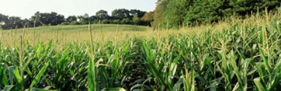 Cornfield Baltimore County Maryland USA Canvas Art - Panoramic Images (18 x 6)