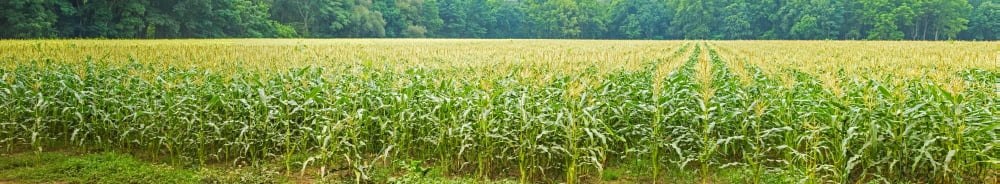 Cornfield Cuyahoga Valley National Park Cuyahoga County Ohio USA Canvas Art - Panoramic Images (36 x 12)