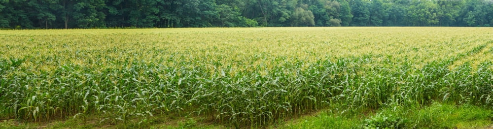 Cornfield Cuyahoga Valley National Park Cuyahoga County Ohio USA Canvas Art - Panoramic Images (36 x 12)