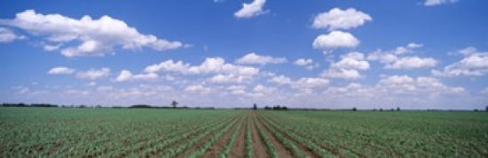 Cornfield Marion County Illinois USA Canvas Art - Panoramic Images (36 x 12)