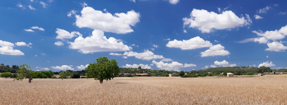 Cornfield and finca near Sineu Majorca Balearic Islands Spain Canvas Art - Panoramic Images (36 x 12)