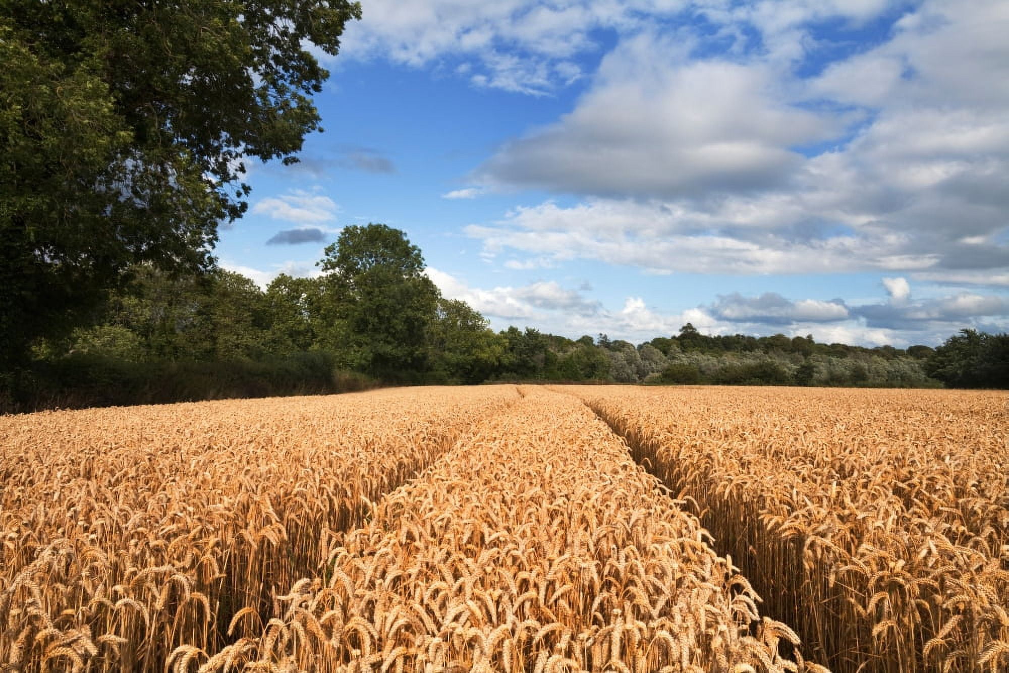 Cornfield on the banks of the Blackwater River County Waterford Ireland Canvas Art - Panoramic Images (27 x 9)