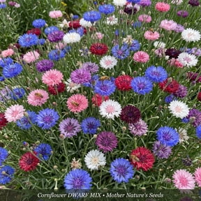 Cornflower/BB DWARF Mix 500 Seeds