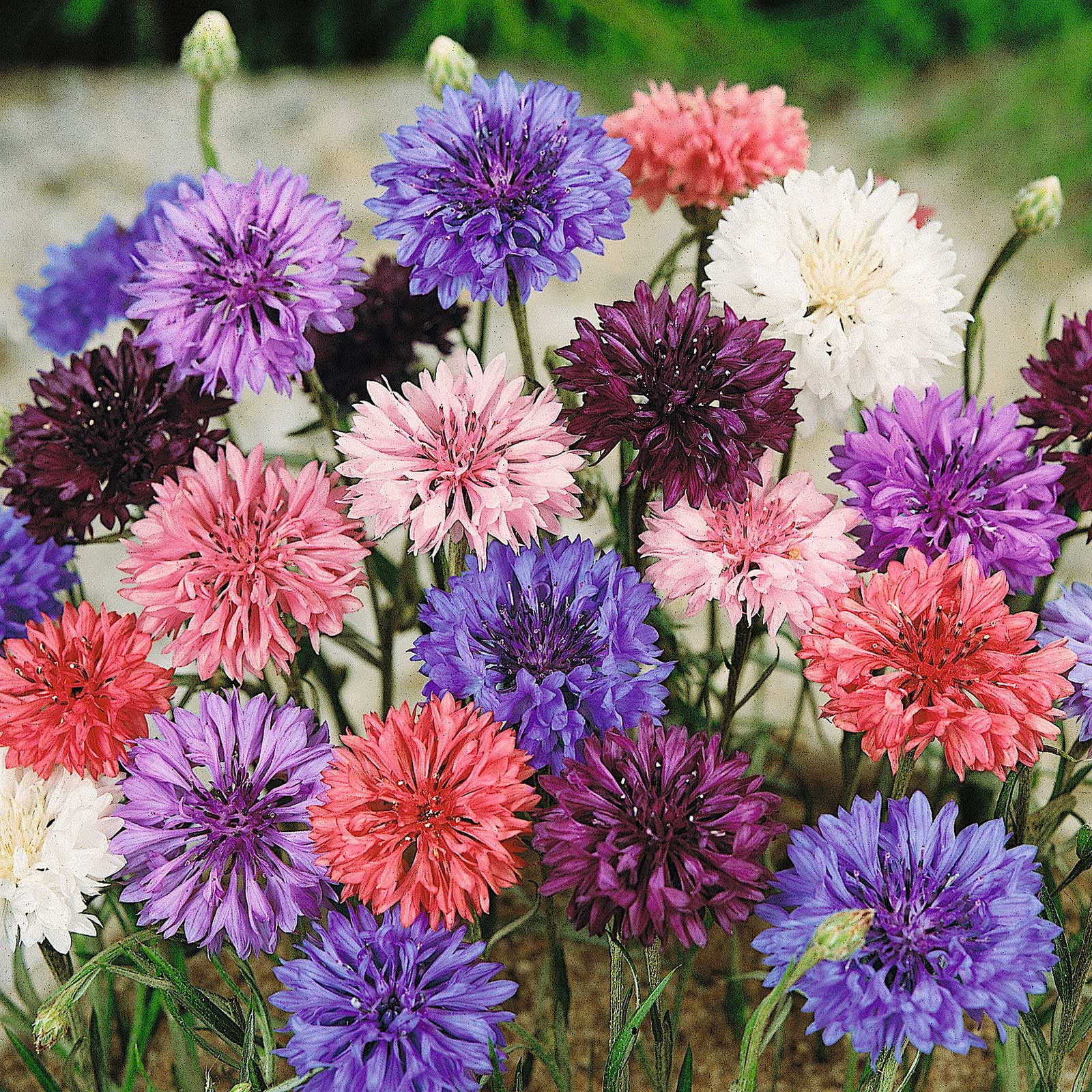 Bachelor Buttons: Cornflowers To Brighten Your Beds
