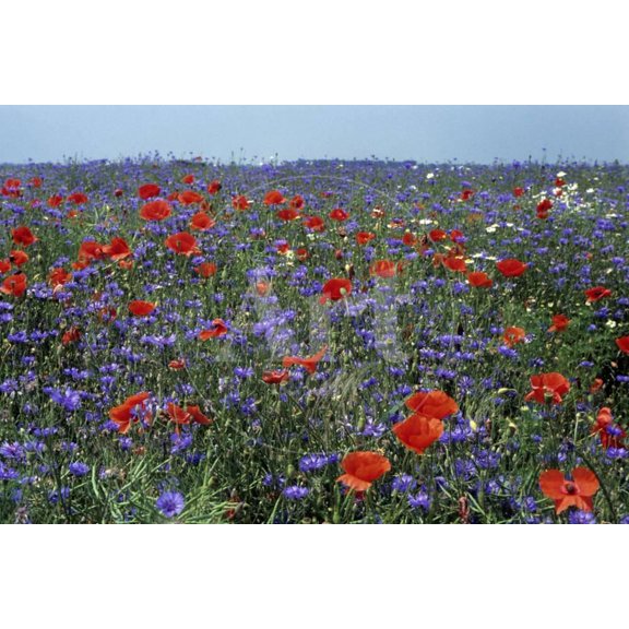 Cornflower Field with Common Poppies, Botanical Scenic Unframed Photographic Print Wall Art Sold by ArtCom