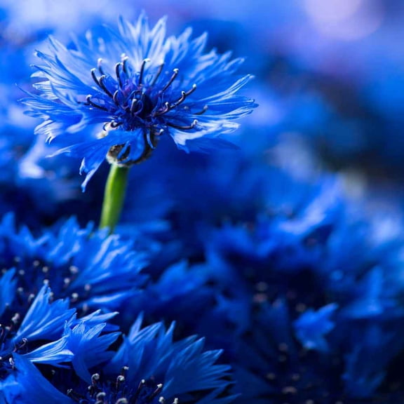 Cornflower Seeds - Bachelor's Button Drought Tolerant Wild Flower Seed - 5 LBS