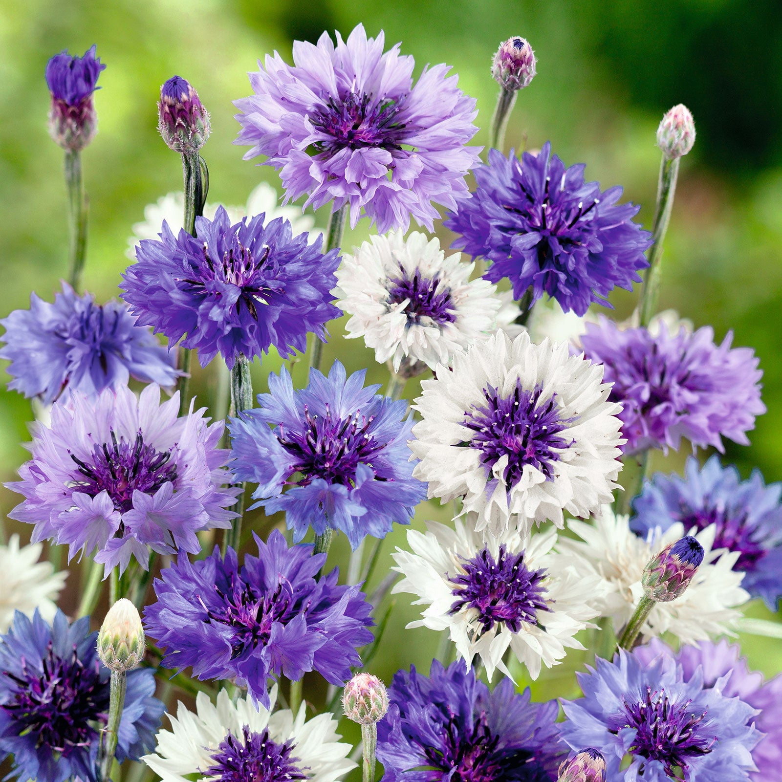 Cornflower/Bachelor Button Seeds - Dwarf Mix - 1 Ounce - Blue/White/Pink  Flower Seeds, Heirloom Seed Attracts Bees, Attracts Butterflies, Attracts