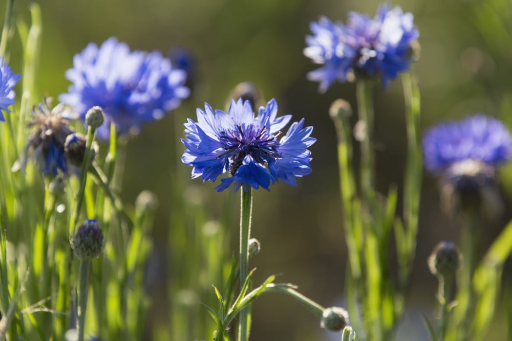 Cornflowers (Centaurea cyanus) Upper Rhine Valley Germany Canvas Art - Carl Bruemmer Design Pics (19 x 12)