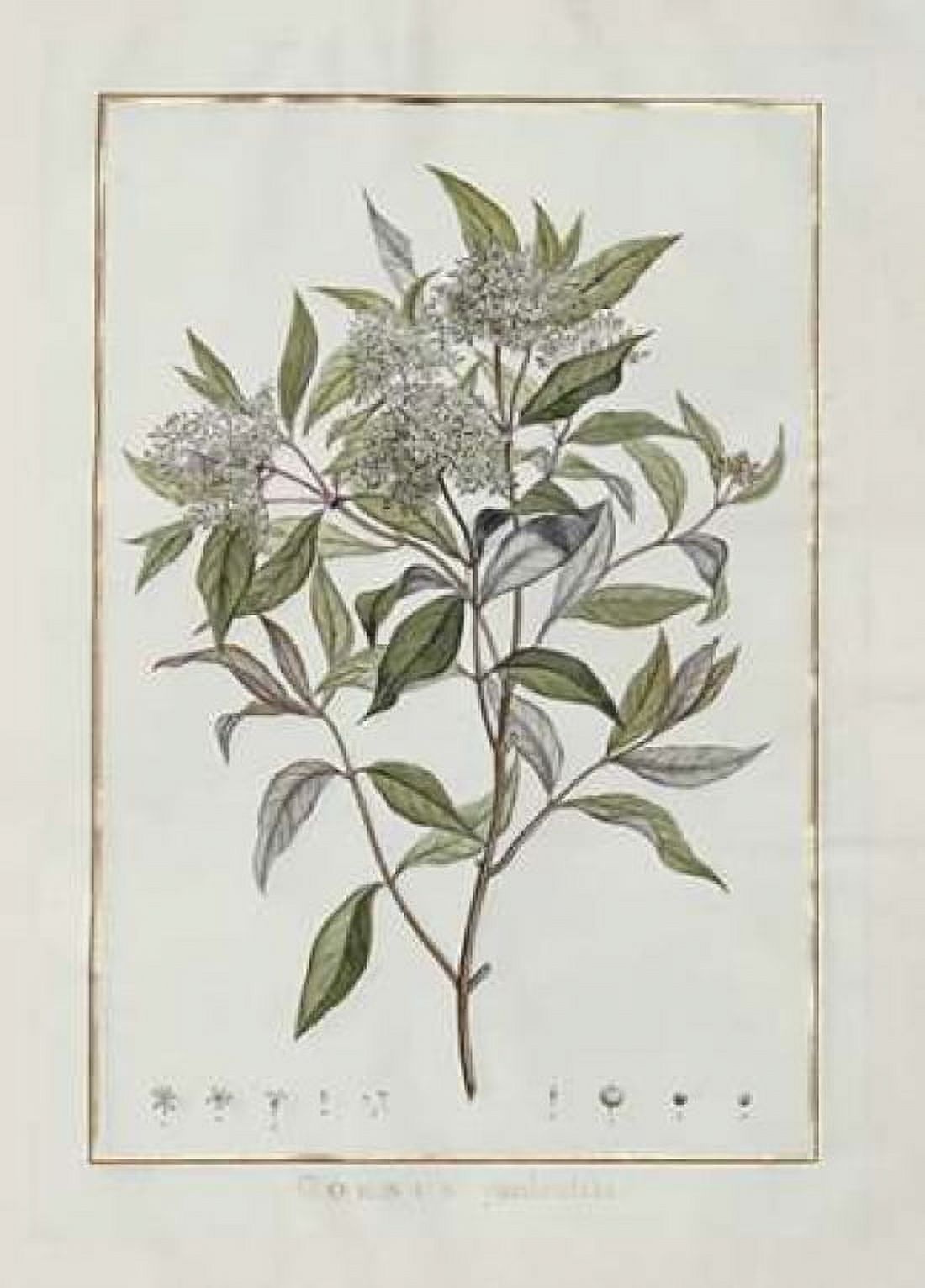 Cornus Canvas Art - Charles-Louis Lheritier De Brutelle (18 x 24)
