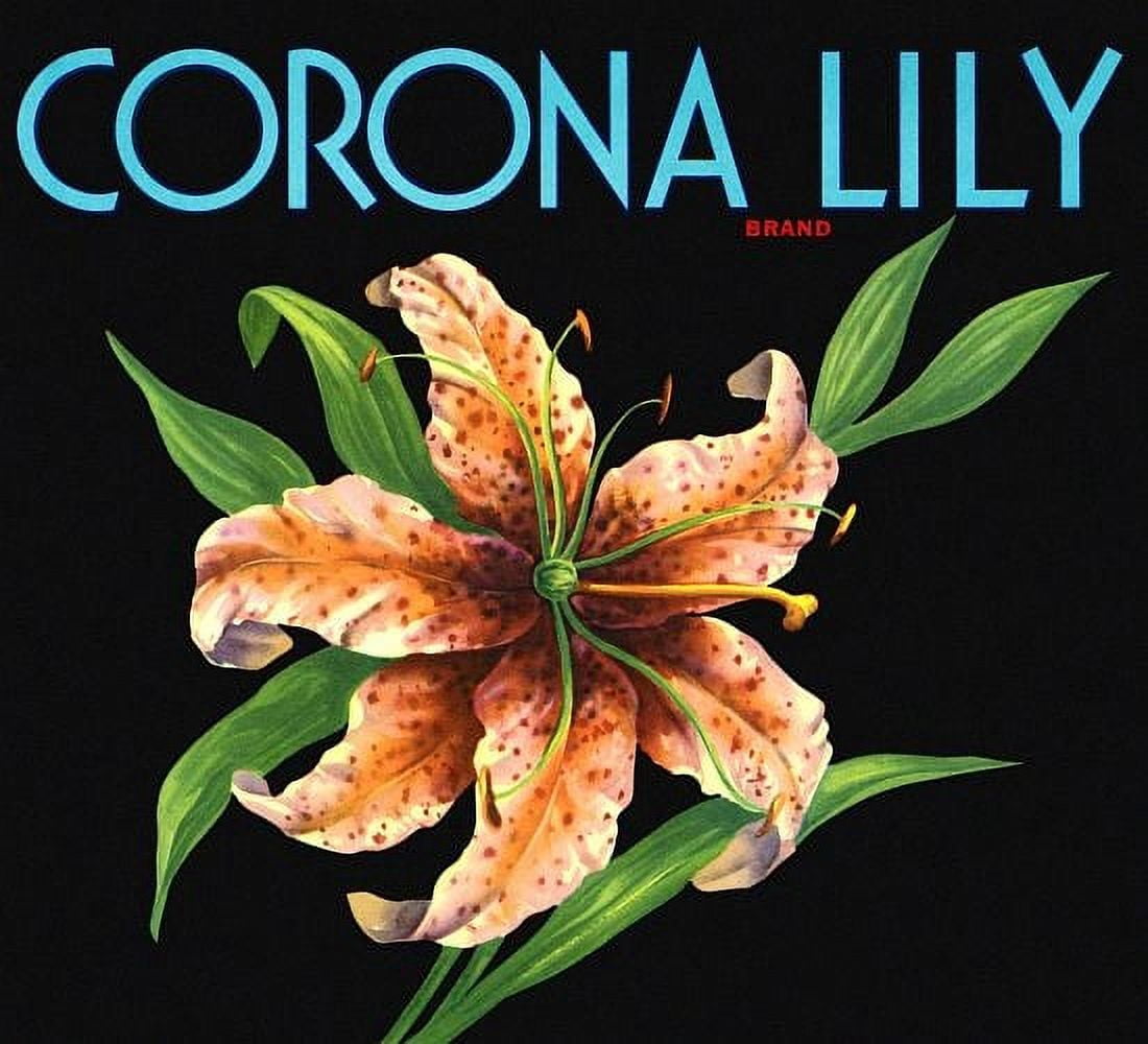 Corona Lily Label Canvas Art - (24 x 36)