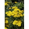 thumbnail image 1 of Coronation Gold Yarrow Perennial - Achillea - Quart Pot, 1 of 1