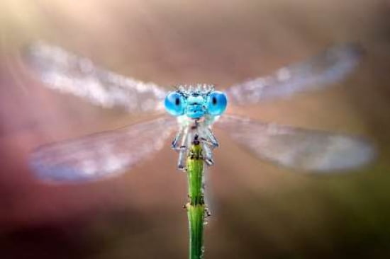 Coronation of the Queen Canvas Art - Alberto Ghizzi Panizza (12 x 18)