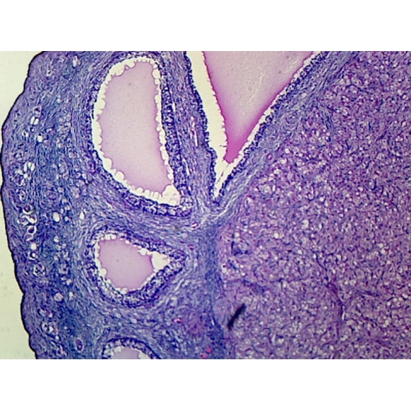 Corpus Luteum, Mammalian; Section by Go Science Crazy