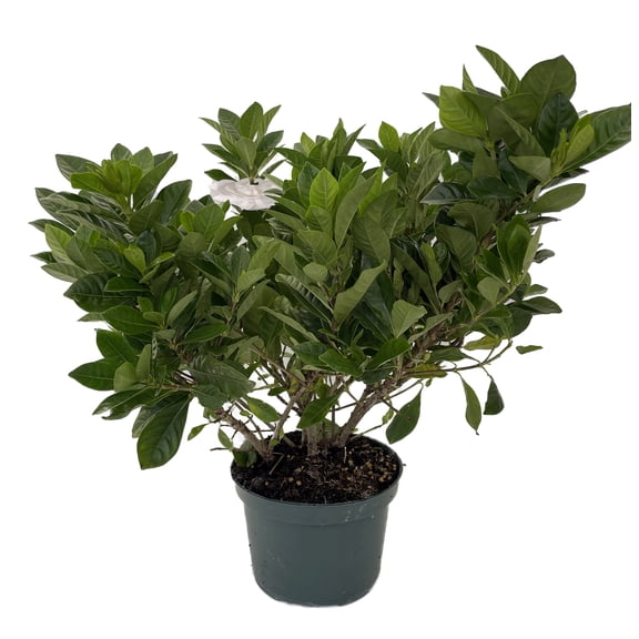 Corsage Gardenia Plant - Gardenia grandiflora - 6" Pot
