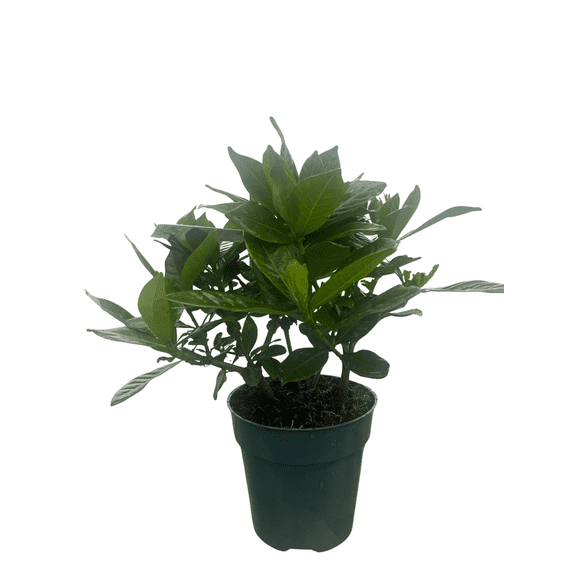 Corsage Gardenia Plant - Gardenia jasminoides - 4" Pot