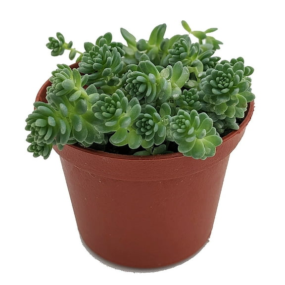 Corsican Blue Tears Sedum - Sedum dasyphyllum  - Indoors or Out - 2.5" Pot