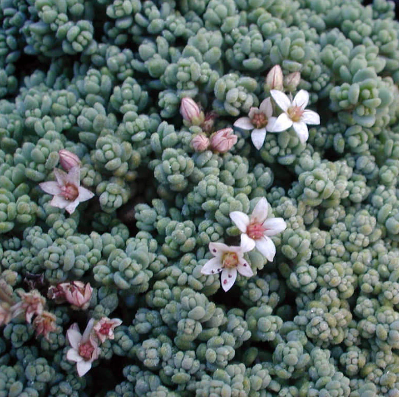 Corsican Blue Tears Sedum - Sedum dasyphyllum - Indoors or Out - 2.5