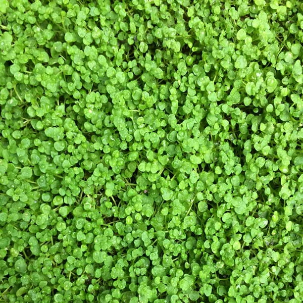 Corsican Mint Ground Cover Plant Seed - 50 Pellets - Walmart.com