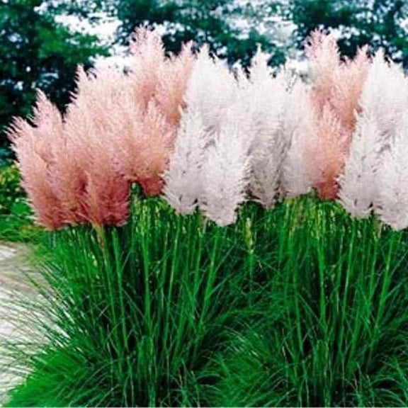 Cortaderia Selloana Pampas Ornamental Grass Seed Mix Drought Tolerant Plant Seeds - 2000 Seeds