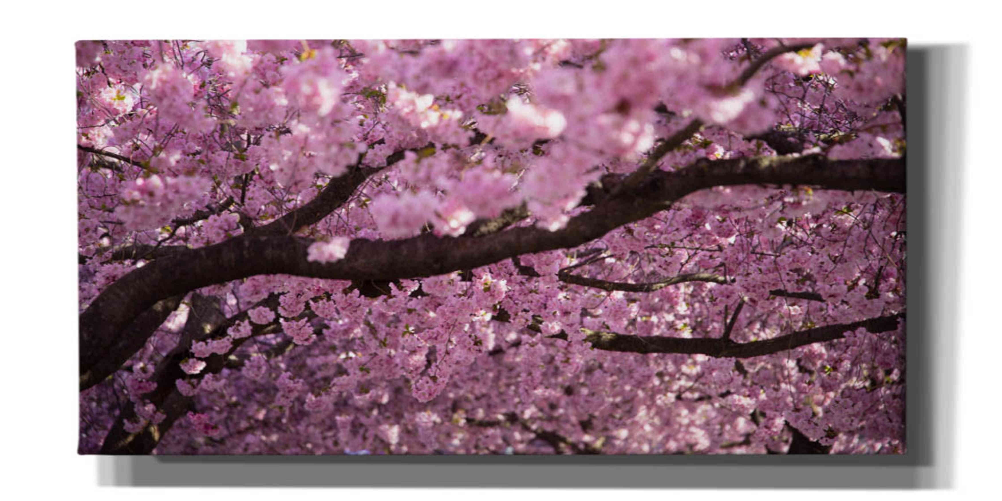 Cherry Blossom Tree Panorama Pink Canvas Wall Art, 60" x 30"