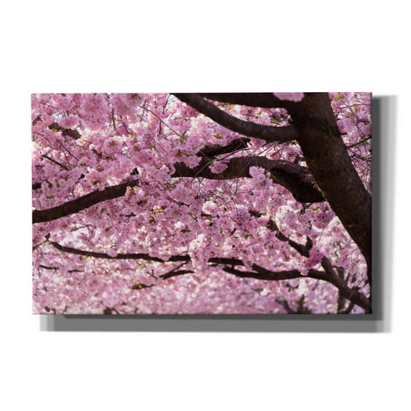 Cortesi Home 'Cherry Blossom Trees' by Nicklas Gustafsson Canvas Wall Art, 40"x26"