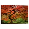 thumbnail image 1 of Cortesi Home ''Japanese Maple'' by Jesse Estes Photographic Print on Wrapped Canvas, 1 of 2