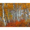 thumbnail image 1 of Cortesi Home Morning Aspens by Jesse Estes Photographic Print on Wrapped Canvas, 1 of 2