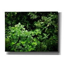 Cortesi Home 'Rainforest Canopy' by Nicklas Gustafsson Canvas Wall Art, 16"x12"
