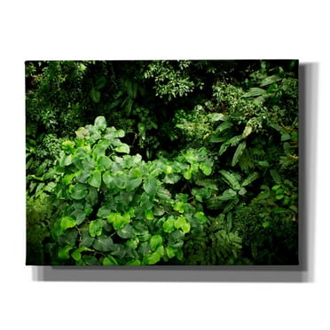 Cortesi Home 'Rainforest Canopy' by Nicklas Gustafsson Canvas Wall Art, 16"x12"