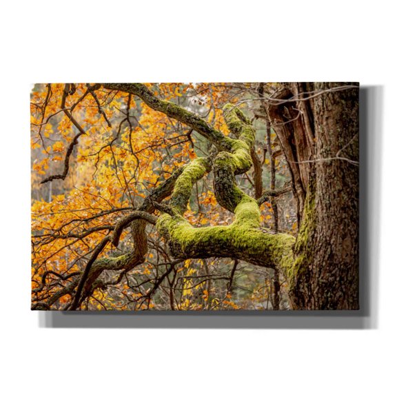 Cortesi Home 'Reaching Autumn Branch' by Nicklas Gustafsson Canvas Wall Art, 26"x18"