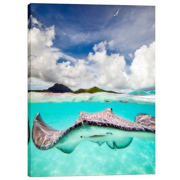 Cortesi Home Stingray by Jesse Estes Photographic Print on Wrapped Canvas