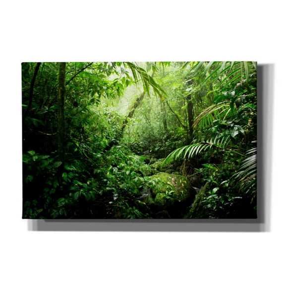Cortesi Home 'Warm Glow Rainforest Creek' by Nicklas Gustafsson Canvas Wall Art, 60"x40"