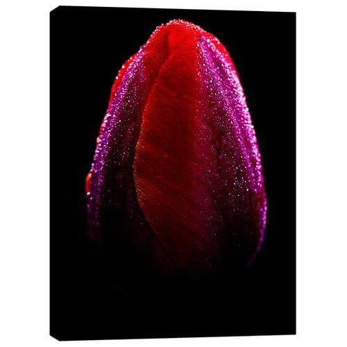 Cortesi Home ''Wet'' by Darren White Graphic Art on Wrapped Canvas