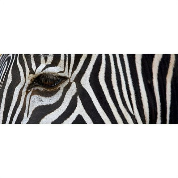 Cortesi Home Zebra Photographic Print