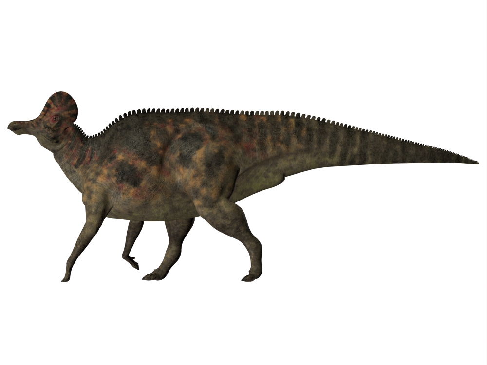 Corythosaurus duck-billed dinosaur Canvas Art - Corey FordStocktrek Images (17 x 13)