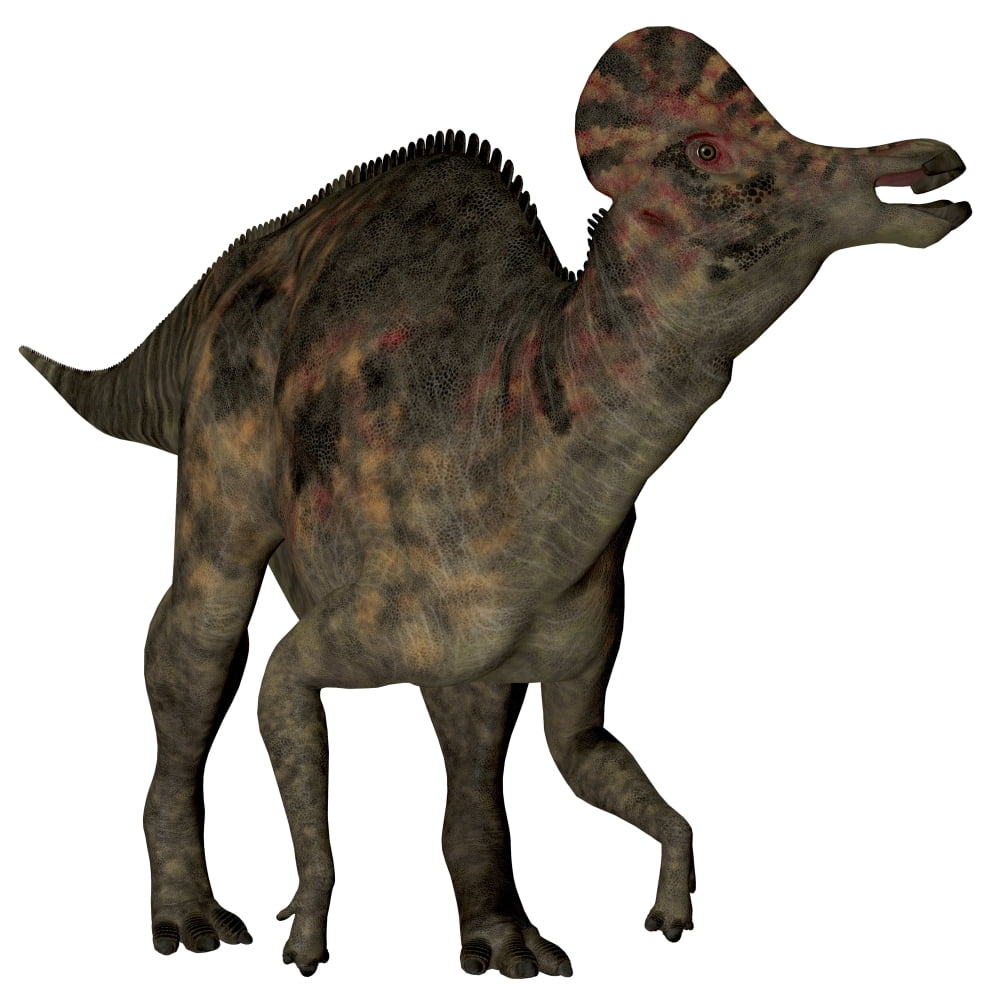 Corythosaurus duck-billed dinosaur Canvas Art - Corey FordStocktrek Images (28 x 28)