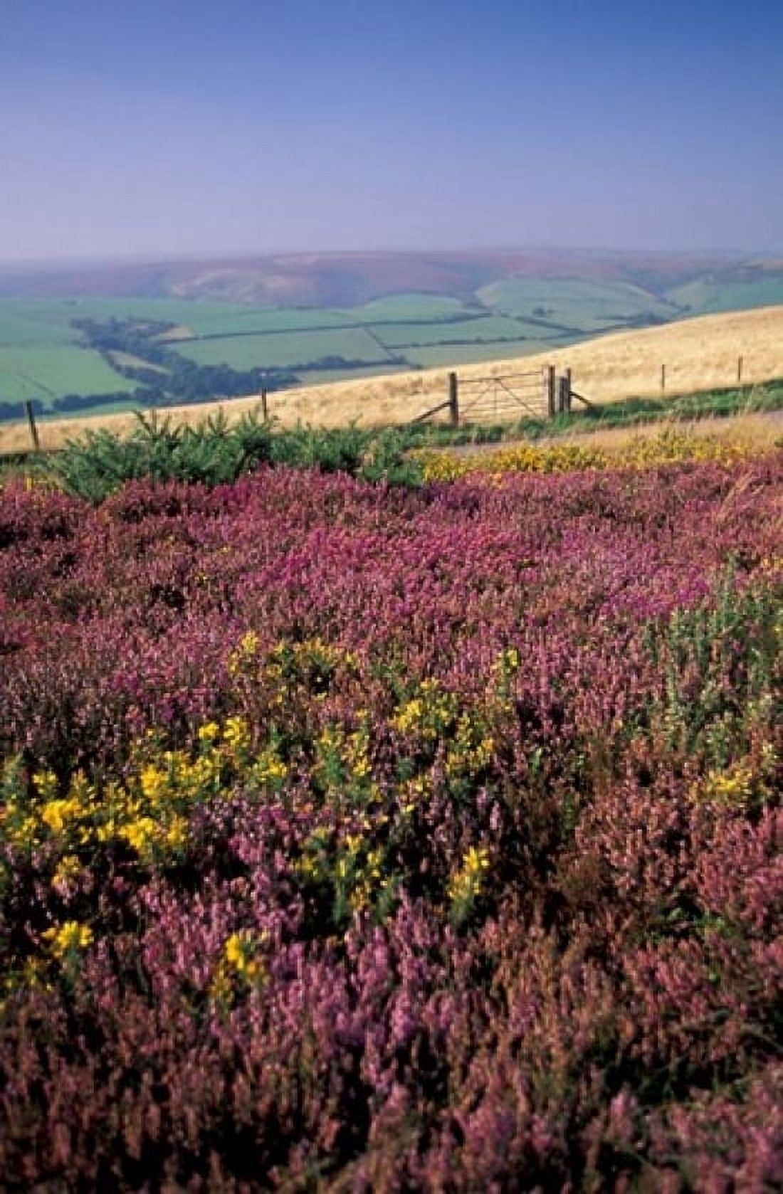 Cosgate Hill Exmoor Devon England Canvas Art - Nik Wheeler DanitaDelimont (11 x 17)