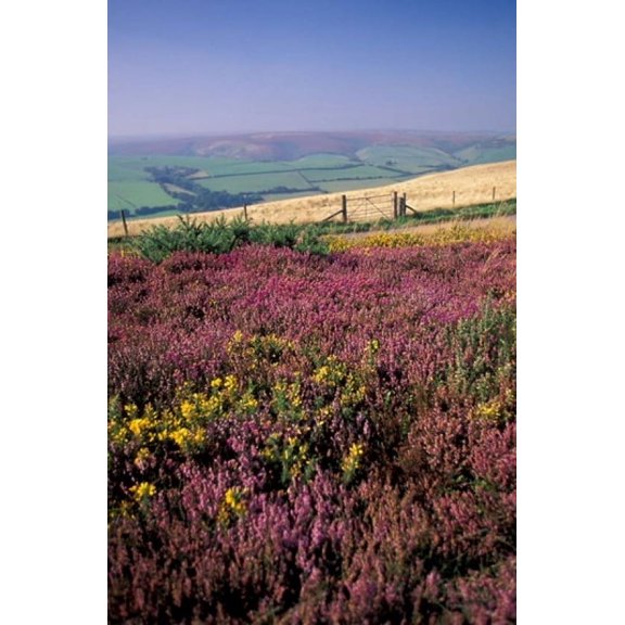 Cosgate Hill Exmoor Devon England Canvas Art - Nik Wheeler DanitaDelimont (11 x 17)