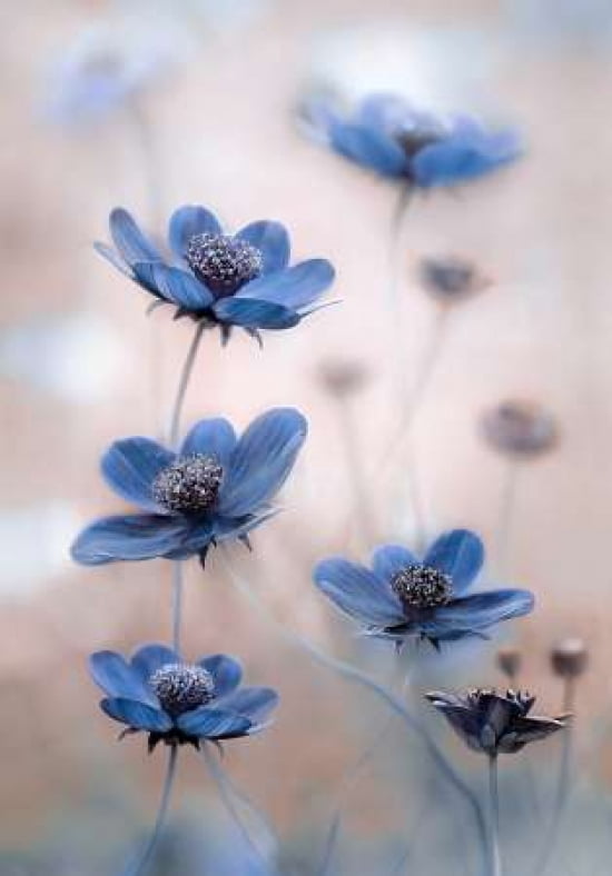 Cosmos Blue Canvas Art - Mandy Disher (20 x 28)