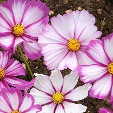 Cosmos Candystripe - 1 OZ ~5,000 Seeds - Annual Flower Garden Seeds - Cosmos bipinnatus
