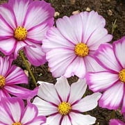 Sustainable Seed Company 75 Cosmos Candystripe Plant Seeds