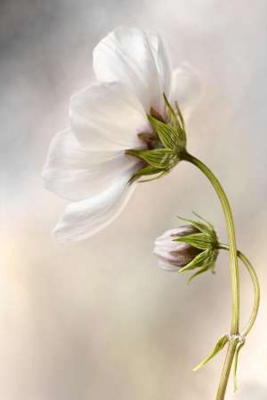 Cosmos Canvas Art - Mandy Disher (20 x 28)