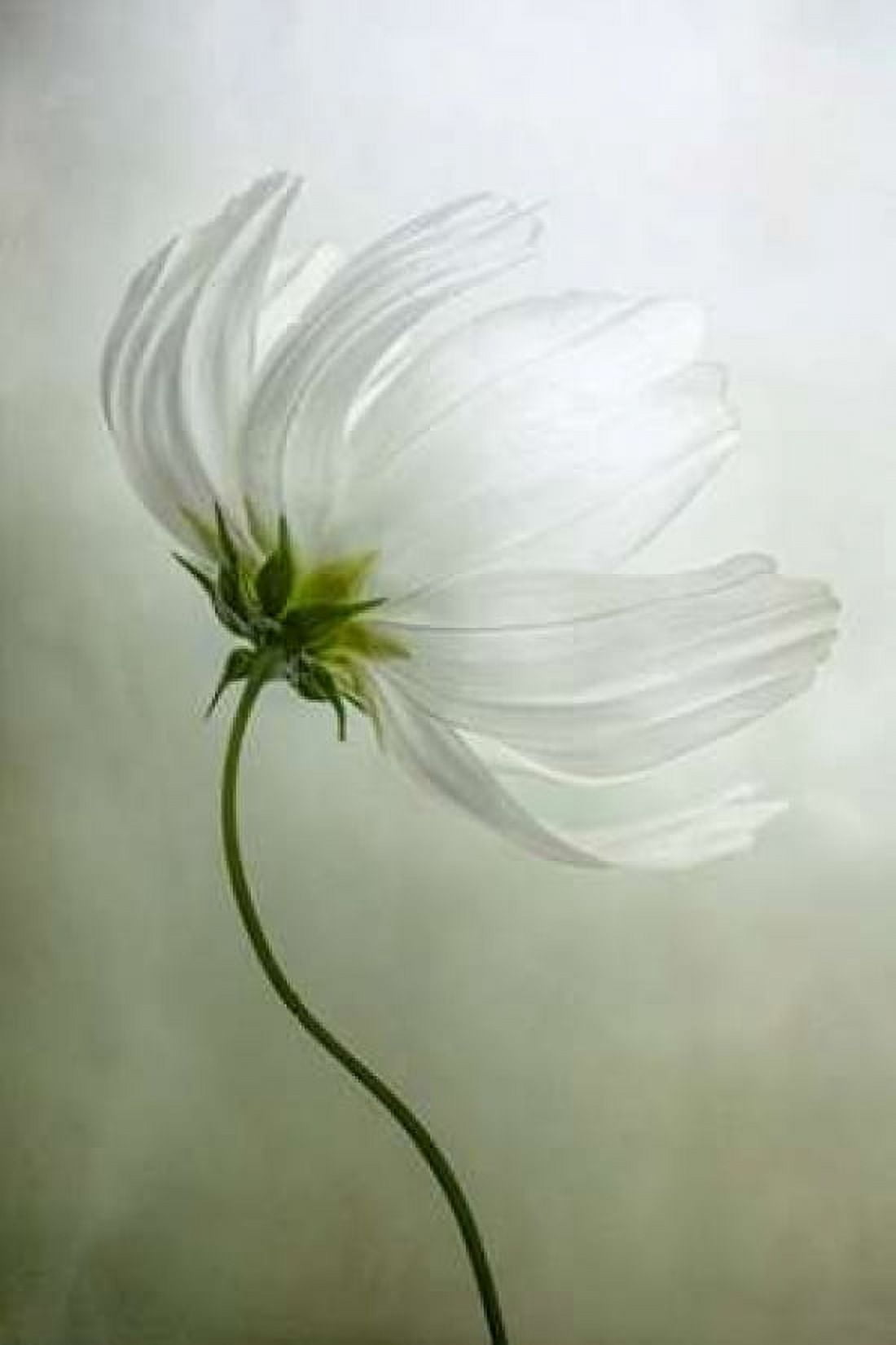 Cosmos Charisma Canvas Art - Mandy Disher (24 x 36)