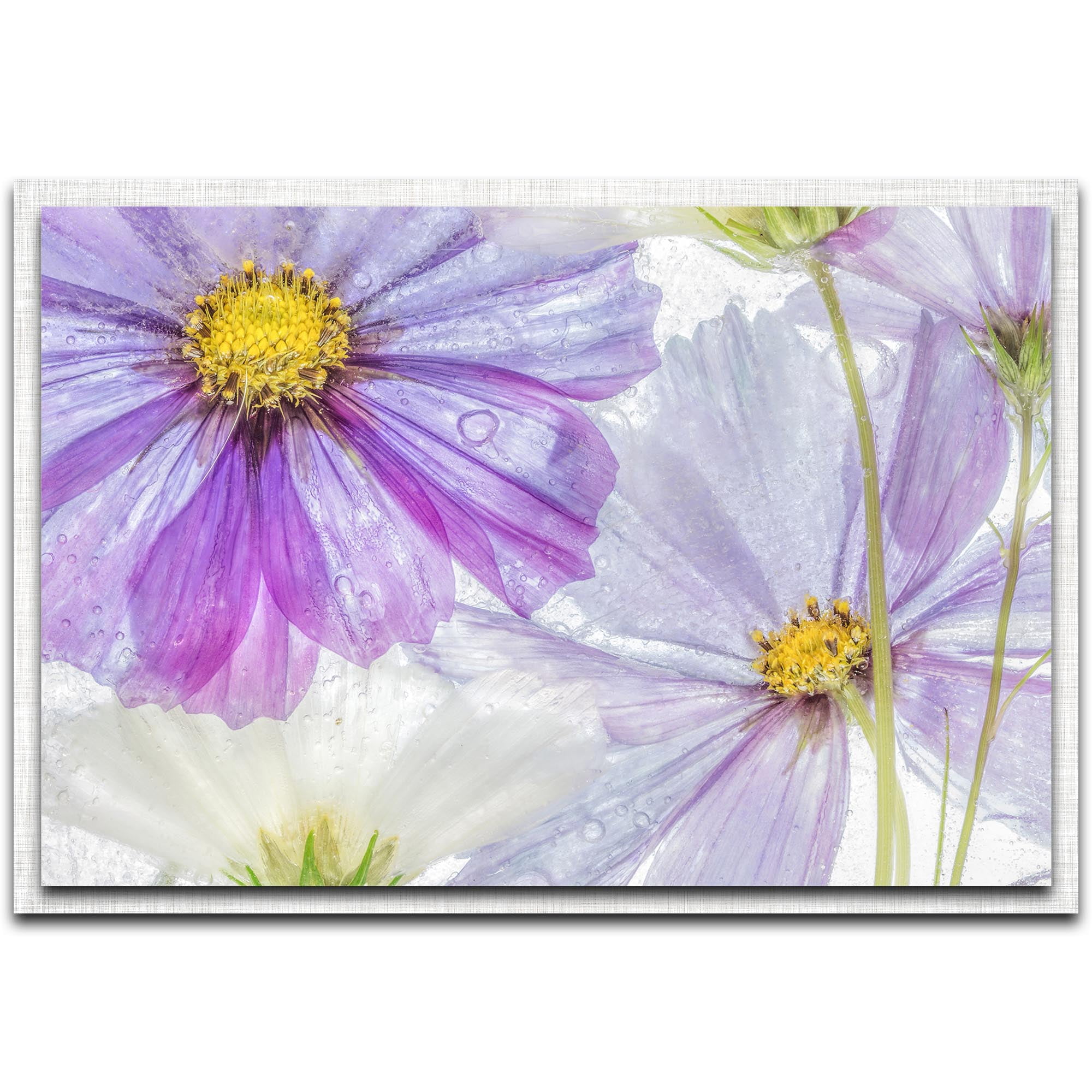 Cosmos Cool Parchment Frame